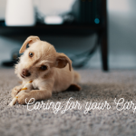 Caring foryour carpet