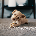 Caring foryour carpet